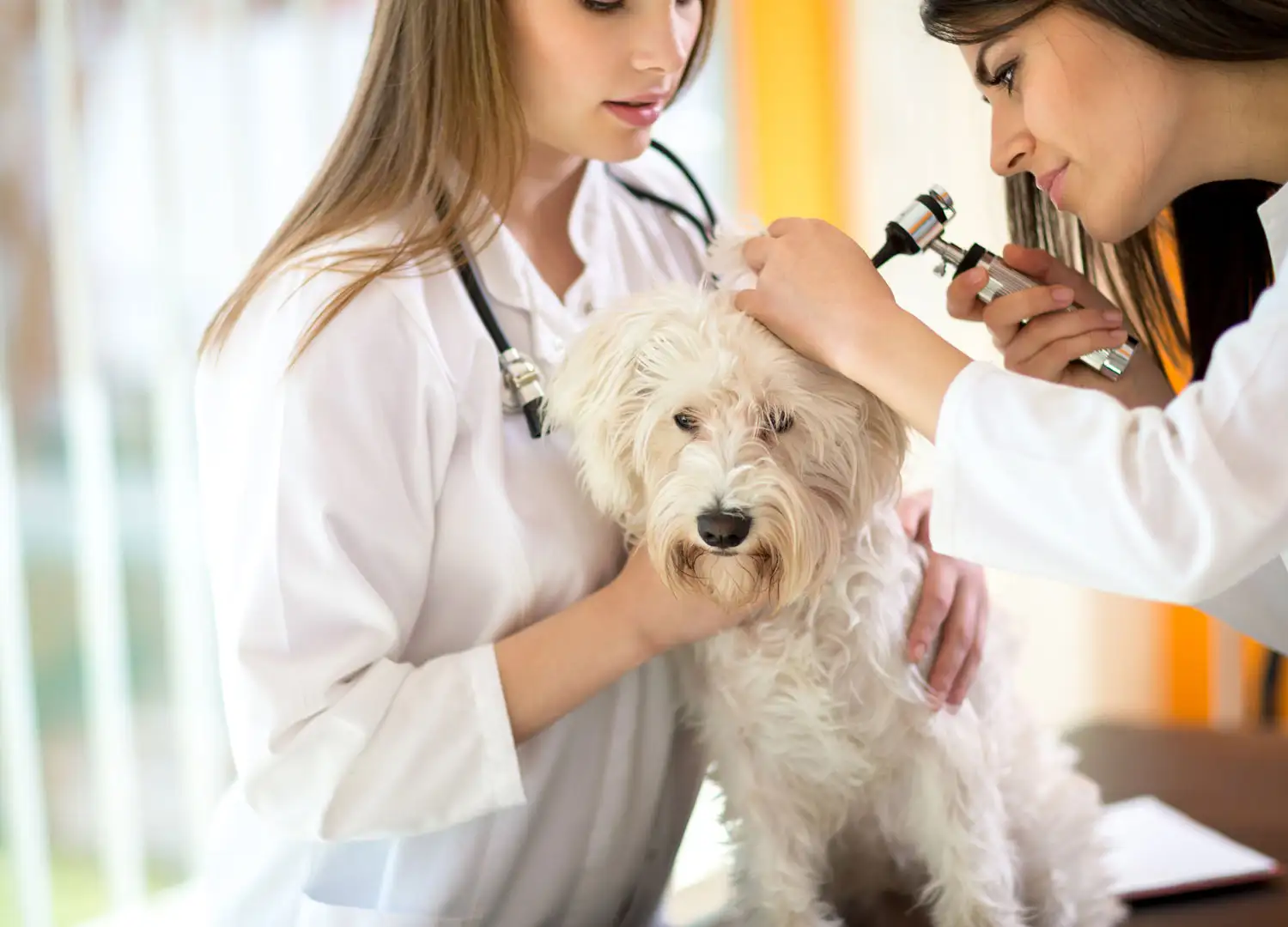 Pets-and-pet-care